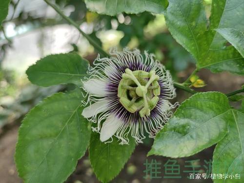 [华语]炎热天气莫挑错时间，超35度百香果或难开花结果-52KMS