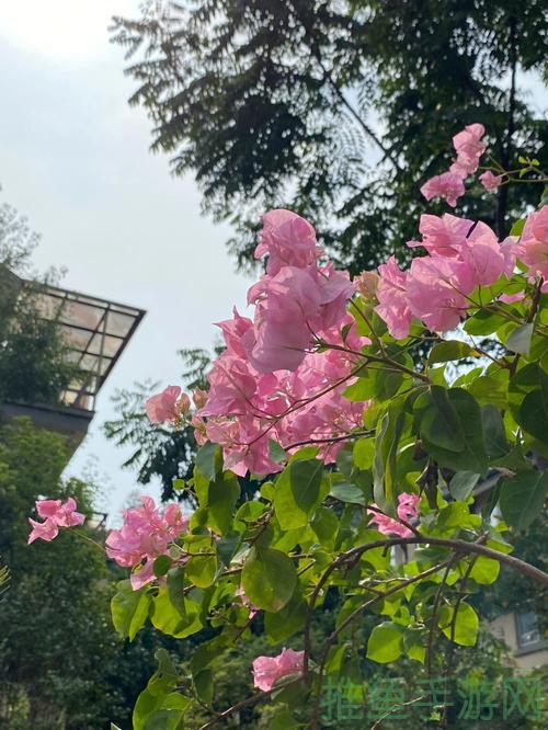 「红玉丁香」独具魅力，必败佳人三千。-52KMS