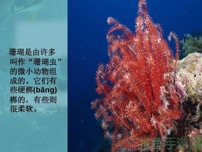 “探秘海底奇妙生物海洋海绵大揭秘！”-52KMS