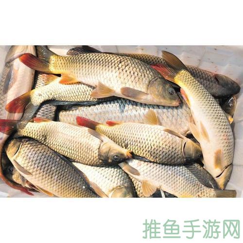 「珍味店铺里的金鳞鲤鱼」(35characters)-52KMS